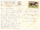 (X 15) Australia - WA - Albany (W49) With Horse Stamp - Albany
