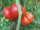 30 Graines Tomates RUSSE BIO - Andere & Zonder Classificatie