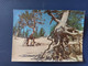 Old USSR  Postcard -  BAIKAL - UNESCO - Stilted Tree - 1980s - 3D Stereo - Cartes Stéréoscopiques