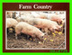 PIGS, COCHONS - FARM COUNTRY - PHOTO BY MARLENE RUCINSKI - PUB. BY G.R. BROWN CO - - Pigs