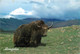 CPSM Mongolie-Yak   L64 - Mongolie