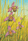 IRELAND 1993 Irish Orchids: Set Of 4 Postcards MINT/UNUSED - Ganzsachen