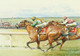 IRELAND 1996 Irish Horse Racing: Set Of 5 Postcards MINT/UNUSED - Enteros Postales