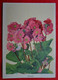 Carte Publicité N°19/ Engrais ASEF/ Fleurs Primula / In Het NL - Publicités