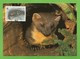 Irland 1992  Mi.Nr. 800 , Pine Marten (Der Edelmarder) - WWF Maximum Card - First Day 9.VII.1992 - Maximum Cards