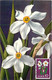 Japon Narcissus Poeticus KOBE Carte Maximum Card CM  Narcisse - Maximumkarten