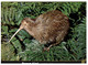 (AA 10) New Zealand -  Brown Kiwi Bird - Nuova Zelanda