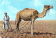 Asie-Jordanie JORDAN   Ploughing Camel (chameau Labour Plowing)  *PRIX FIXE - Jordanie