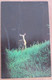 HAWK MOUNTAIN WILDLIFE DEER WHITE TAILED CARD USA UNITED STATES POST ANSICHTSKARTE CARTOLINA POSTCARD PC STAMP - Guthrie