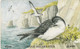 Isle Of Man, MAN 073, Manx Shearwater, Bird, 2 Scans. - Man (Ile De)