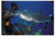 Asie - Maldives -  A Gray Reef Shark Accepting A Free Meal From A Local Driver -  Requin - Maldivas