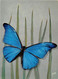 Delcampe - ¤¤   -     Lot De 7 Cartes   -   PAPILLONS Exotiques De Guyane, Brésil, Madagascar, Inde, Malaisie ........  -   ¤¤ - Papillons