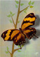 Delcampe - ¤¤   -     Lot De 7 Cartes   -   PAPILLONS Exotiques De Guyane, Brésil, Madagascar, Inde, Malaisie ........  -   ¤¤ - Papillons