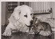 DOG WITH HIS FRIEND RABBIT. 1956  20*15cm ANIMALES ANIMALS LES ANIMAUX DOGS CHIENS PERROS - Otros & Sin Clasificación