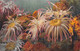 Delcampe - ¤¤  -   MONACO   -  Lot De 5 Cartes De L'Aquarium  - Poissons, Rascasse, Anémone Etc......   -  ¤¤ - Colecciones & Lotes