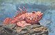 Delcampe - ¤¤  -   MONACO   -  Lot De 5 Cartes De L'Aquarium  - Poissons, Rascasse, Anémone Etc......   -  ¤¤ - Collezioni & Lotti