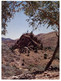 (DD 4) Australia - SA - Arkaroola - Flinders Ranges