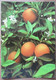 ISRAEL PALPHOT 9593 JAFFA ORANGE FLOWER WILD PICTURE JUDAICA CARD POSTCARD CARTOLINA ANSICHTSKARTE - Nouvel An