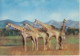 AFRIQUE - BASUTOLAND - LESOTHO - GIRAFES - TIMBRE BASUTOLAND - Pub Pharmacie 1956 - Lesotho