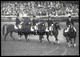 ALTE POSTKARTE HENGSTPARADE LANDGESTÜT WARENDORF Hengst Pferde Horses Horse Pferd Postcard Cpa Ansichtskarte Reitsport - Warendorf