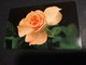 GREAT BRETAGNE  CHIPCARDS / TRIAL CARD 10 POUND   4438 BT / BACKSIDE ROSE /FLOWER PERFECT  CONDITION      **4454** - BT Generale