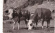 74. MONTRIOND LE LAC. RARETE. 2 VACHES. ALPAGES DES BROCHEAUX. ANNEE 1956 + TEXTE - Other & Unclassified