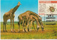 Mozambique & Maximum Card, African Wild Life, Giraffe, Massangir 1983  (65) - Girafes