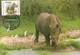 Mozambique & Maximum Card,  Fauna, Rinoceronte,  Rhinocerontidae, Ceratotherium Simum,  Maputo  1976 (3766) - Rhinoceros