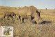 Mozambique & Maximum Card,  Fauna, Rhinocerontidae, White Rhino,  Maputo  1979 (60) - Rhinoceros