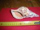 JOLI COQUILLAGE     .   Long : 17 Cms    . - Seashells & Snail-shells