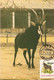 Mozambique & Maximum Card, Palanca Preta, Palapala Hippotragus Niger, Lisbon Zoo, Chitendo 1976 (16) - Rhinozeros