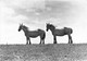 PERCHERONS - ELEVAGE AMERICAIN - Pferde