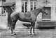 CHAROLLAIS ELEVAGE FRANCAIS - Horses