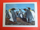 Double Volet CP TAAF Terres Australes Et Antarctic Zeeland -  Kings Penguins  - Pingouins - TAAF : Terres Australes Antarctiques Françaises