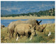 (FF 20) South Africa  - Rhinoceros - Rhinoceros