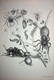 Delcampe - Maria Sibylla Merian:Methamorphosis Insectorum Surinamensium Die Schönsten Tafeln Aus Dem Grossen Buch ..... - Graphism & Design