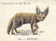 Chromo Produits Coop - Collection M.D.G. Les Animaux - Image Du Fennec (n° 130) - Other & Unclassified
