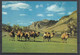 Mongolia, Zabhan Aimak, Mongolian Camels, '80s. - Mongolei