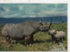 Cpa.animaux.Rhinoceros.mère Et Son Petit. - Rhinozeros