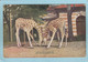 NEW  YORK  ZOOLOGICAL  PARK  -  GIRAFFES  FEEDING   - - Parks & Gardens