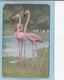 NEW  YORK  ZOOLOGICAL  PARK  -  EUROPEAN  FLAMINGO  -  ( TRACE PLIURE - EN L ' ETAT )   - - Parchi & Giardini