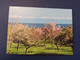 Kyrgyzstan -Blossom At Issyk Kul Lake - Modern Postcard 2000s - Kyrgyzstan