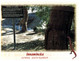 (HH 13) Australia  - SA - Innamincka King's Tree (with Stamp) With QLD Birdsville Postmark - Altri & Non Classificati