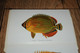 Delcampe - USA  HAWAII - Fishes Of Hawaii - Aquarium - Leporello - Booklet - Sonstige & Ohne Zuordnung