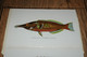 Delcampe - USA  HAWAII - Fishes Of Hawaii - Aquarium - Leporello - Booklet - Sonstige & Ohne Zuordnung