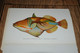 Delcampe - USA  HAWAII - Fishes Of Hawaii - Aquarium - Leporello - Booklet - Sonstige & Ohne Zuordnung