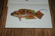 Delcampe - USA  HAWAII - Fishes Of Hawaii - Aquarium - Leporello - Booklet - Sonstige & Ohne Zuordnung