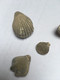 5 Fossiles De Bivalves - Fossils