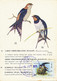 Maximum Card Iran European Swallow  Protection Of Birds SPA - Iran