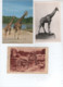 10 Cartes -  Girafes , Girafe - Giraffes